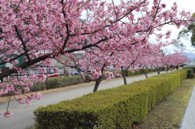 倉敷川の河津桜